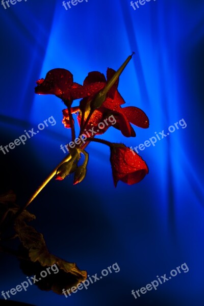 Light Painting Light Coloring Geranium Blue Light