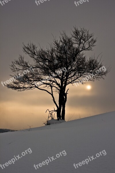 Winter Snow Tree Snow Landscape Sunset