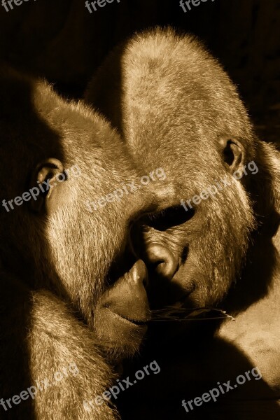 Apes Bronx Zoo New York City Couple Pair