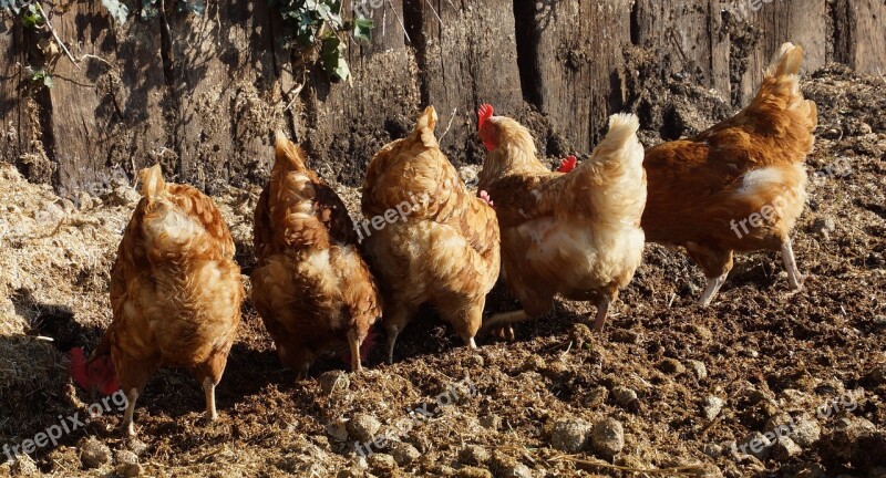 Chickens Free Free Running Farmers Animal