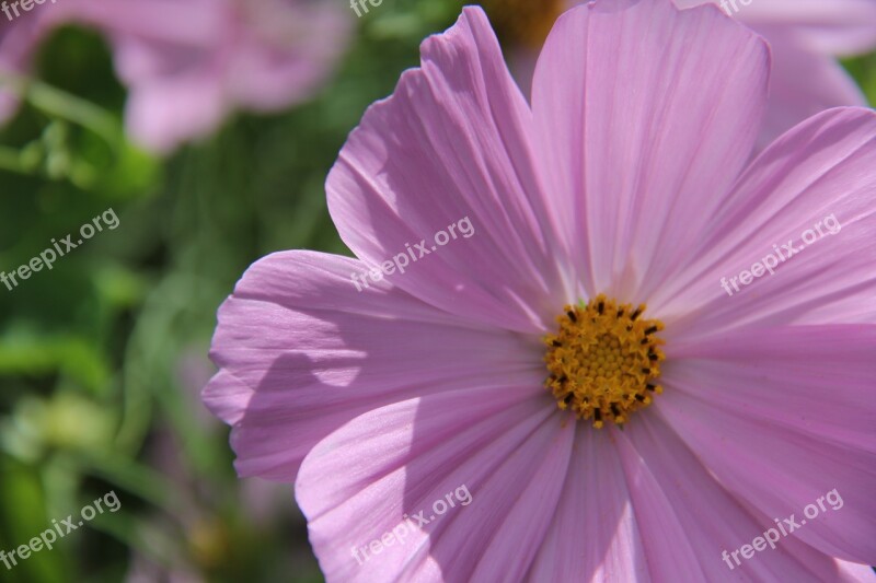 Cosmea Pink Sunny Flower Yellow