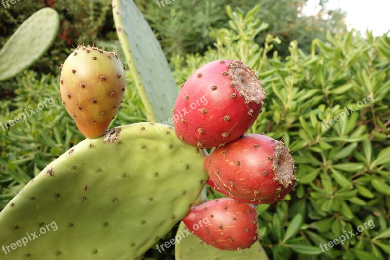 Cactus Thorn Quills Plant Flower