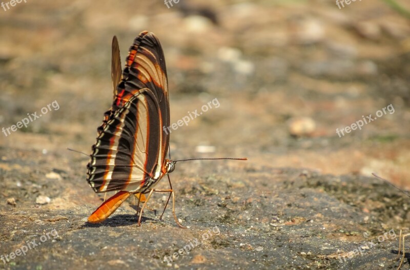 Insect Butterfly Colorful Butterfly Brown Orange