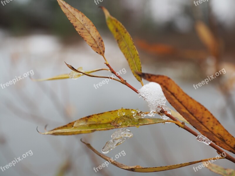 Winter Coldly Sheet Photo Snow