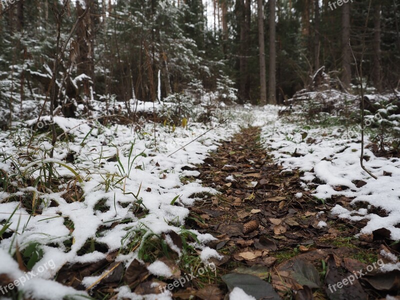 Forest Frost Snow Nature Cold