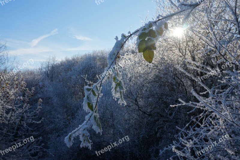 Snow Snowy Forest Snowfall Season Winter