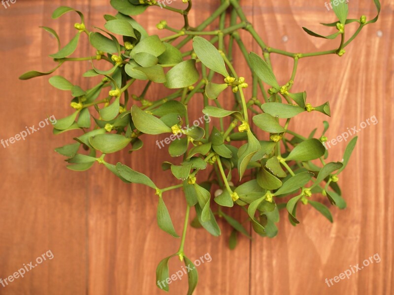 Mistletoe Sprig Holidays Plant Happy Holidays