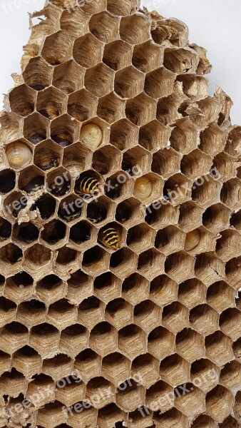 Combs Bee Wasp Insect Honeycomb Structure