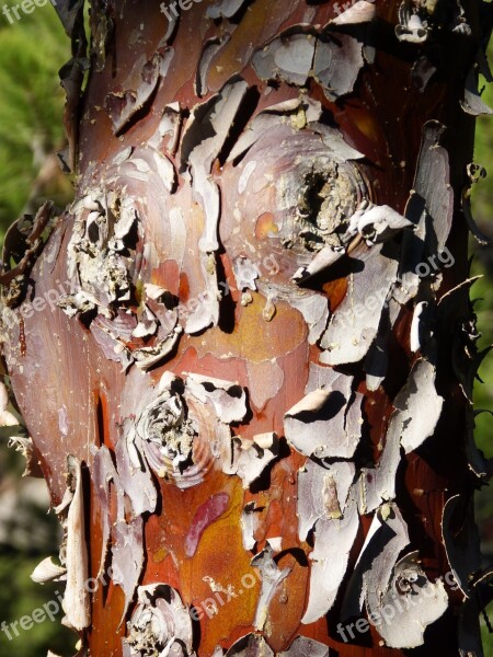 Bark Cypress Peel Free Photos