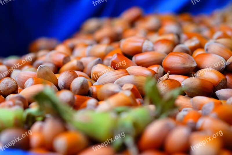 Hazelnut Nut Plantations Hazelnuts Peanuts Dried Fruits And Nuts