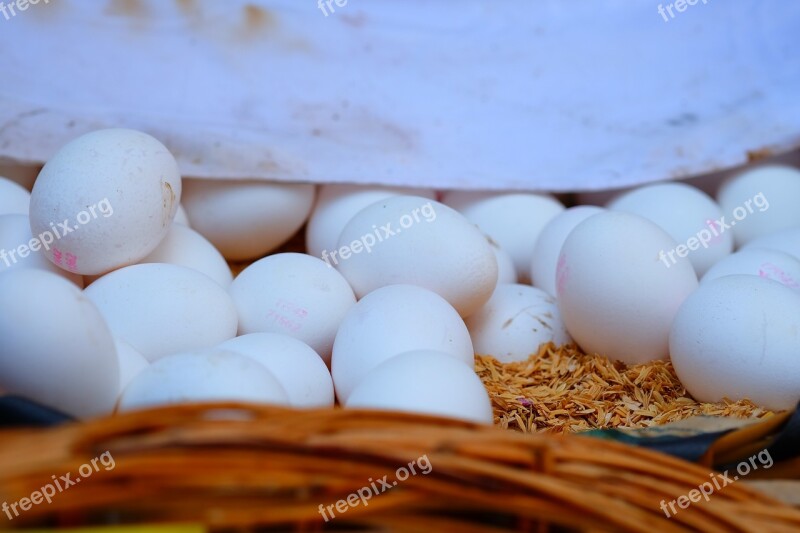 Egg Chicken Chick White Eggs Spawn