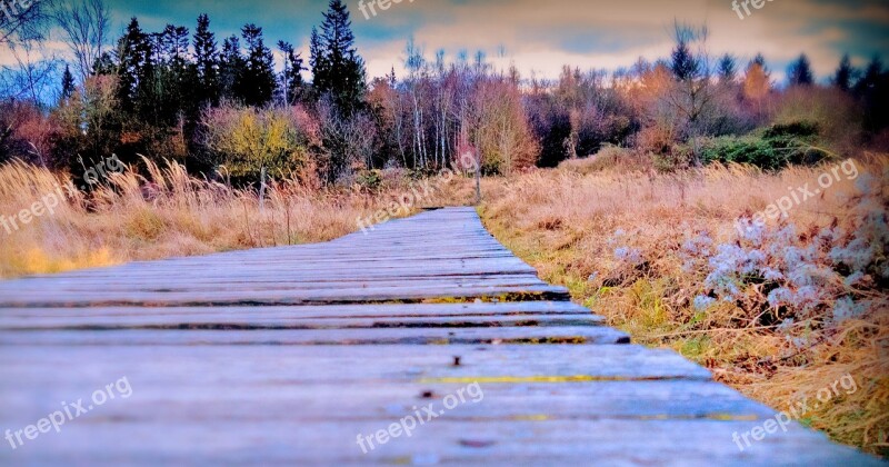 Autumn Away Wooden Track Trees Nature