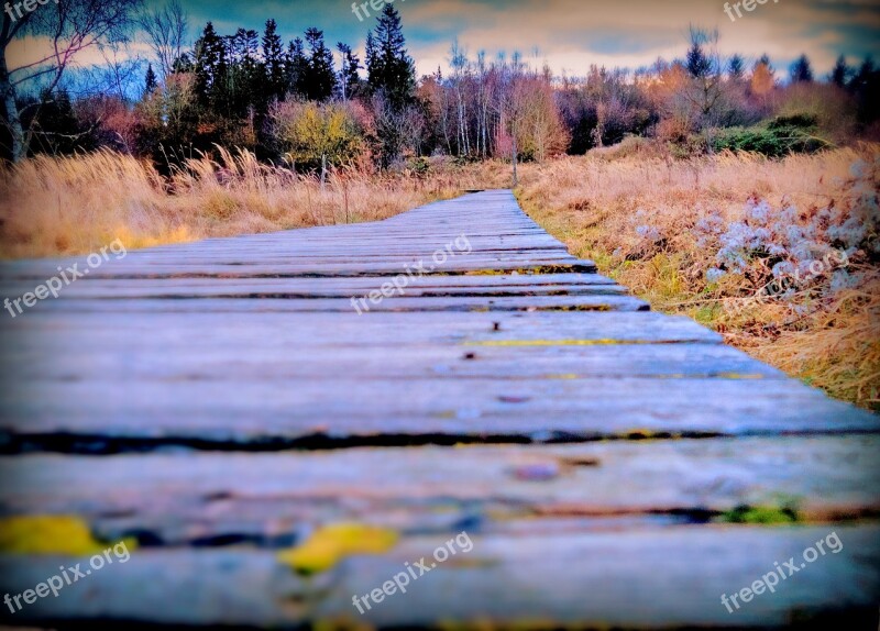 Autumn Away Wooden Track Trees Nature