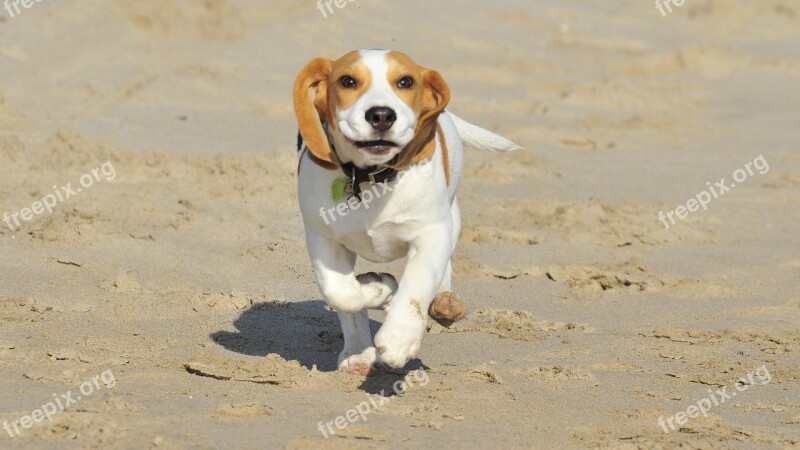 Pet Animal Puppy Beag Beagle