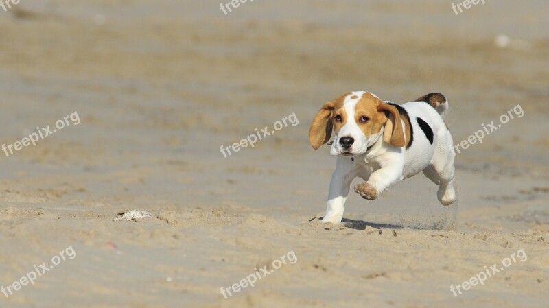 Pet Animal Puppy Beag Beagle