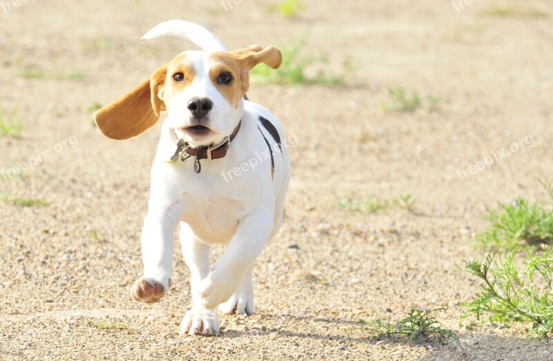 Pet Animal Puppy Beag Beagle