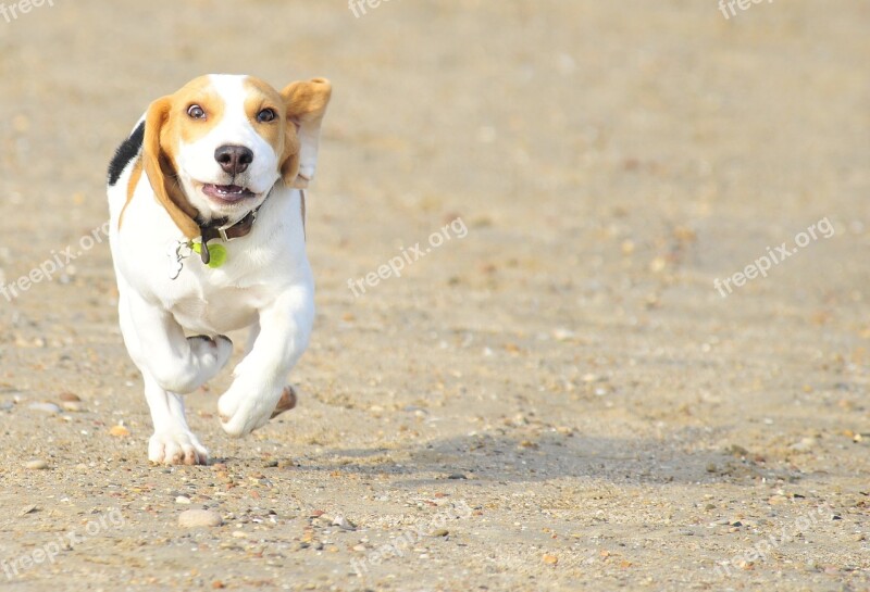 Pet Animal Puppy Beag Beagle