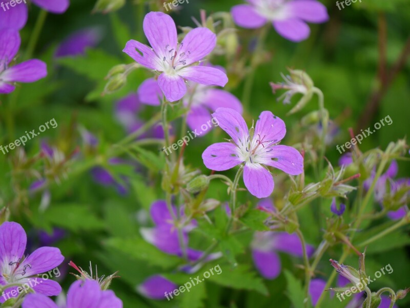 Flower Our The Nature Of The Flowers Norway