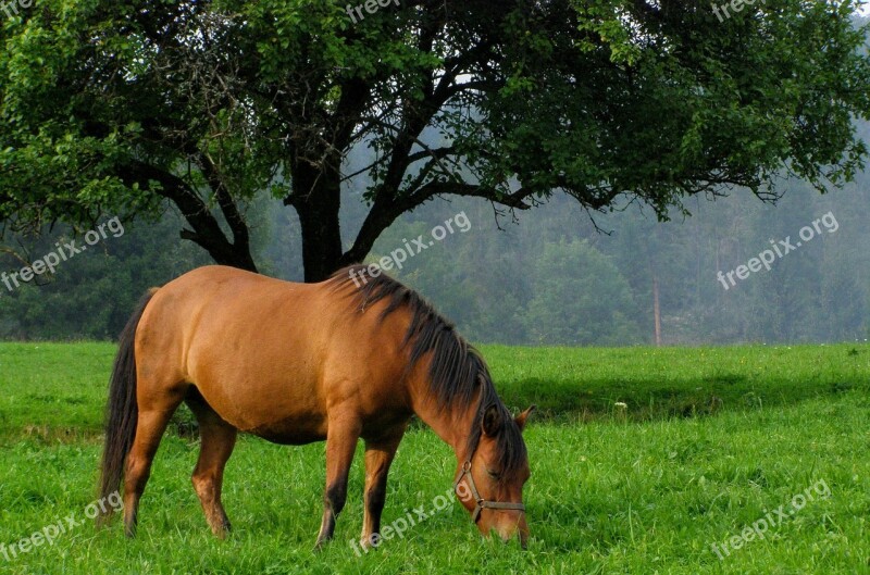 The Horse Nature Bieszczady Free Photos