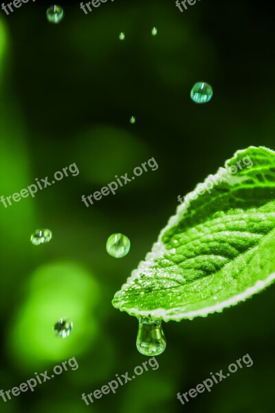 Water Drop Leaf With Dew Leaf With Drop Dripping Dew