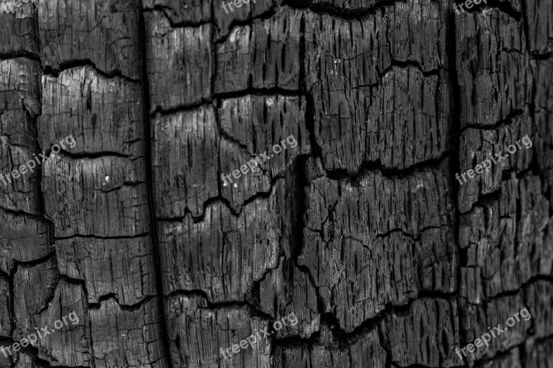 Coal Charred Tree Pore Black Crack