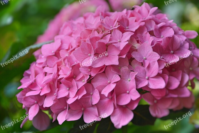 Flower Hydrangea Pink Hydrangea Garden Pink