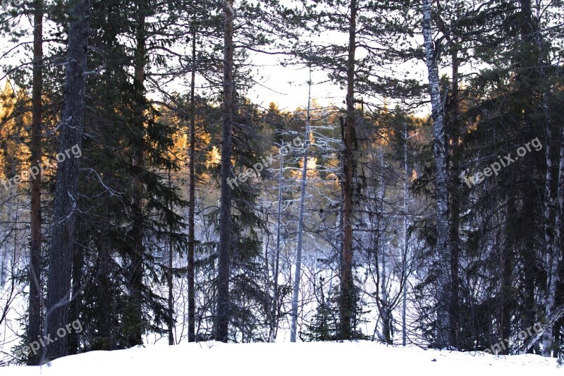 Forest Snow Nature Sweden Winter Landscape