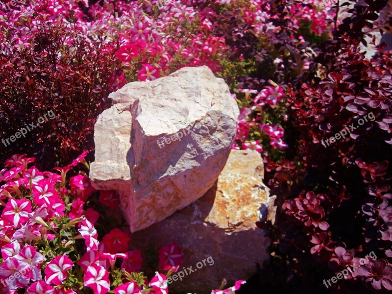 Stone Flowers Petunia Pink Plants