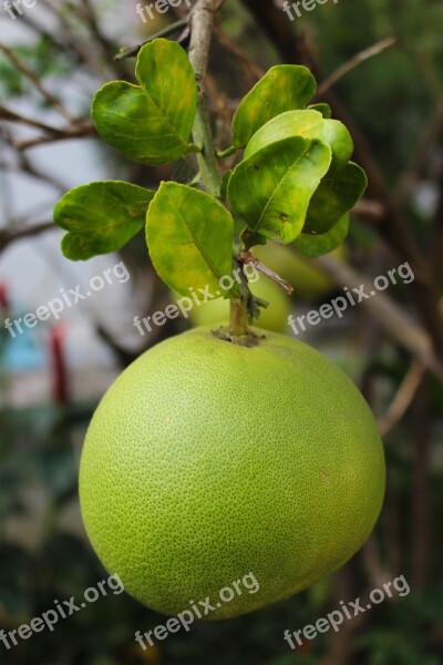 Thai Pomelo Fruit Pomelo Food Healthy