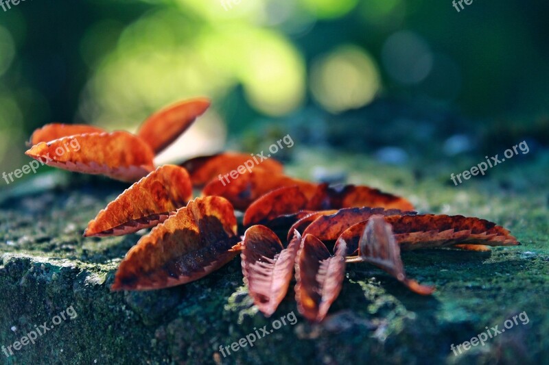 Autumn Leaves Leaf Foliage Leaf Forest