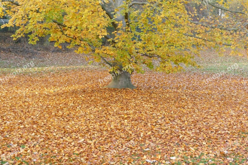 Autumn Tree Golden Autumn Nature Autumn Light