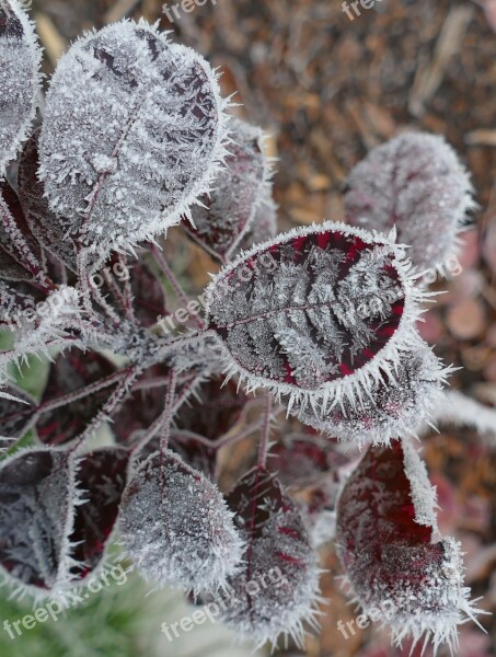 Winter Cold Ice Wintry Frost