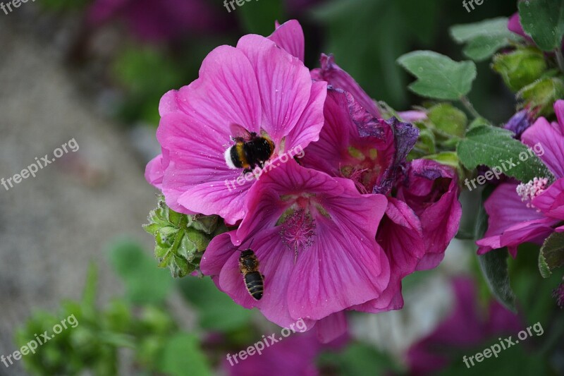 Bourdon Flower Nature Insect Forage