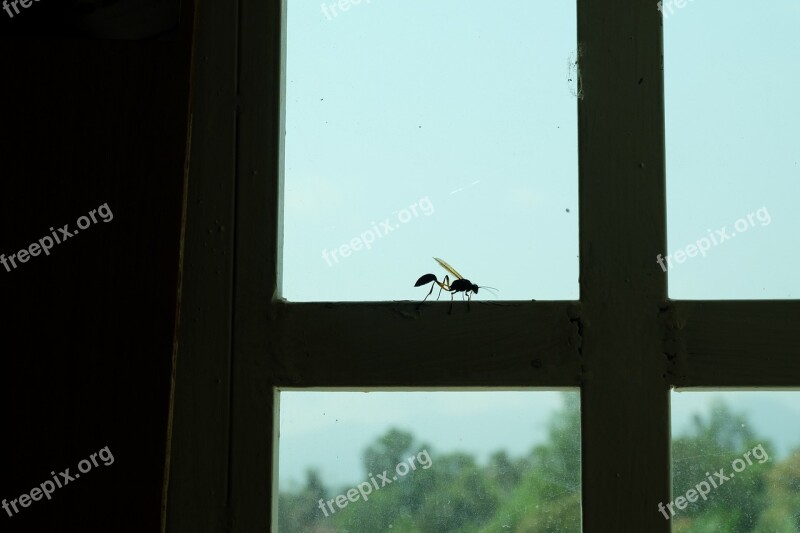 Insect Macro Bug Nature Window