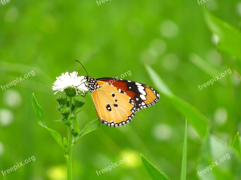 Green Quentin Chong Butterfly Monarch Butterflies Plant