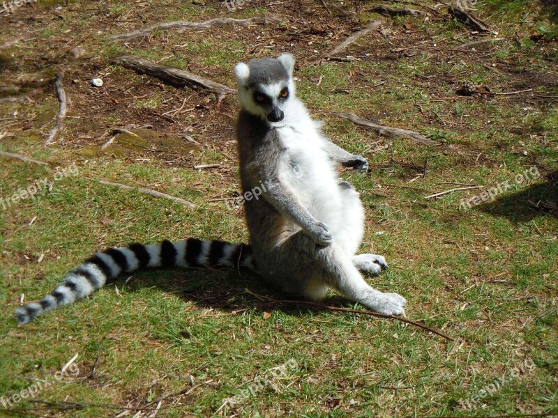 Lemur Sitting Stripes Animal Wildlife