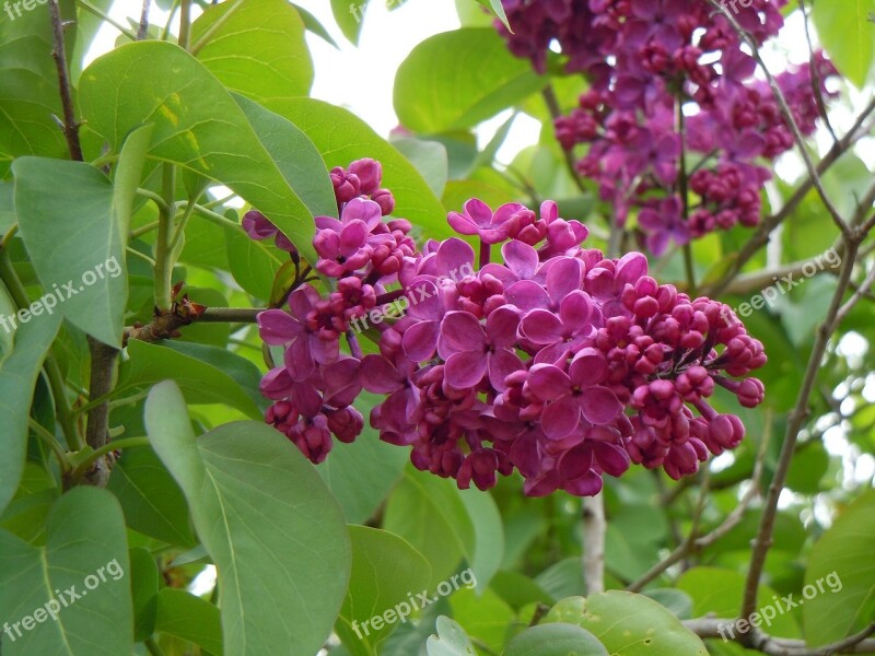 Pink Wisteria Plant Flower Bloom