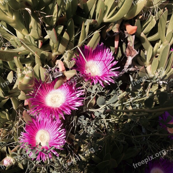 Carpobrotus Spp Ventimiglia Italy Free Photos