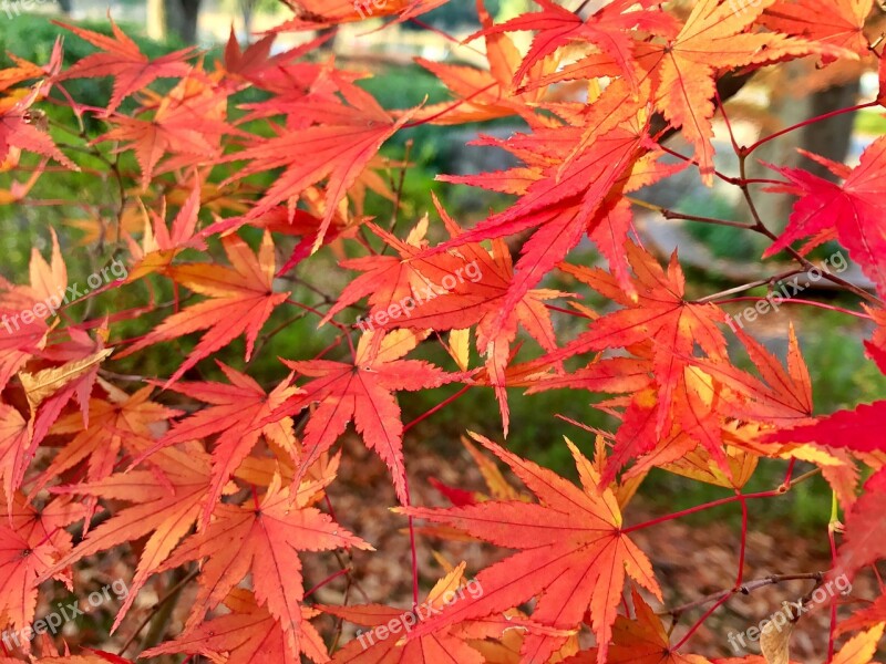 Maple Autumn Red Beautiful Leaf