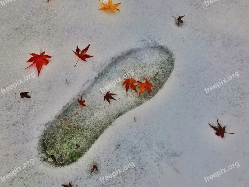 Maple Autumn Red Footprints Beautiful