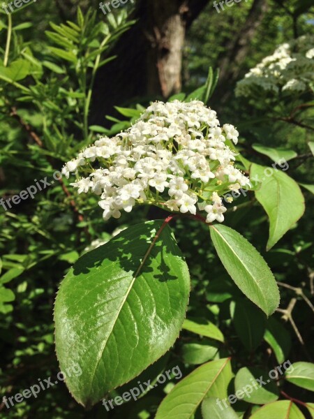 Blackhaw Viburnum Honeysuckle Flower Bloom Plant