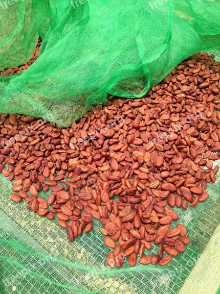 Cocoa Beans Chocolate Food Bean Free Photos