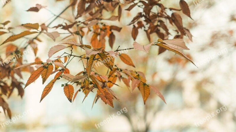 Autumn Yellow Leaves Photography Section Free Photos