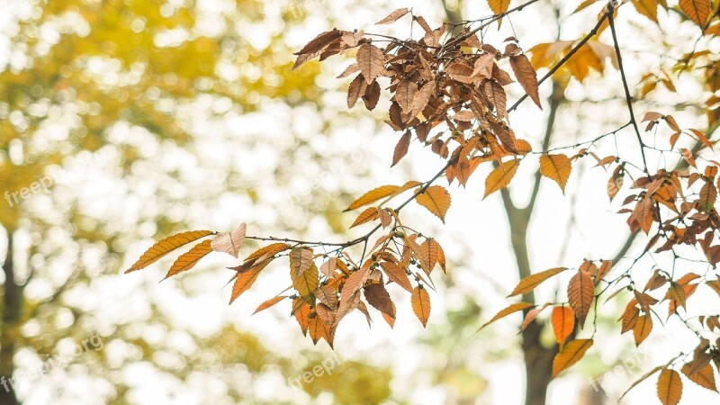 Autumn Yellow Leaves Photography Section Free Photos