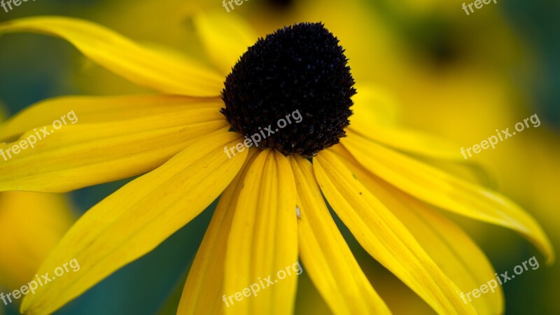 Flower Yellow Yellow Flower Public Record Plant