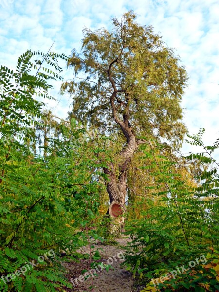 Pasture High Tree Blue Sky Fleecy Autumn Walk