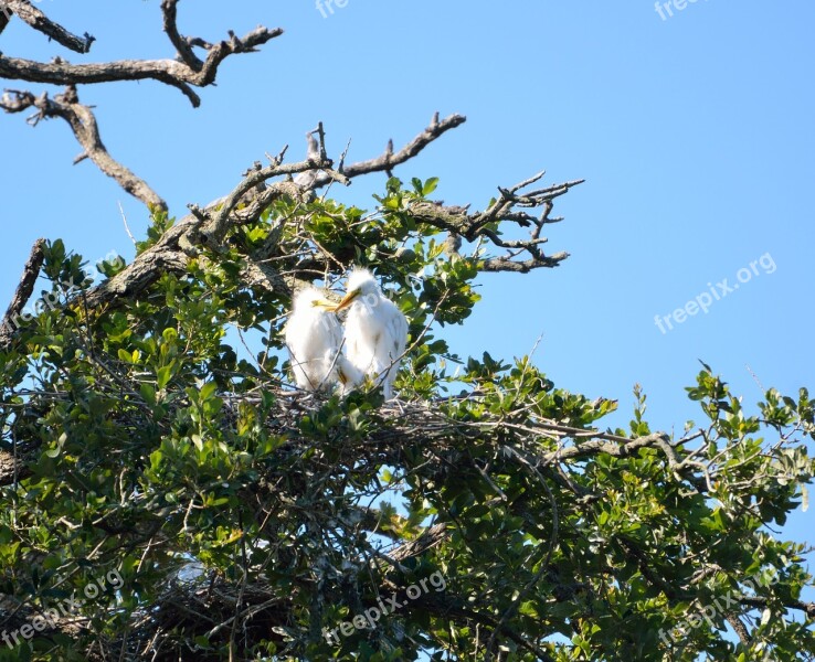 Baby Herons Wildlife Bird Avian Tropical