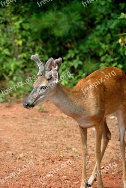 Deer Buck Young Animal Wildlife