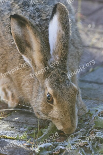 Rabbit In The Ear Animal The Hair Vigilance