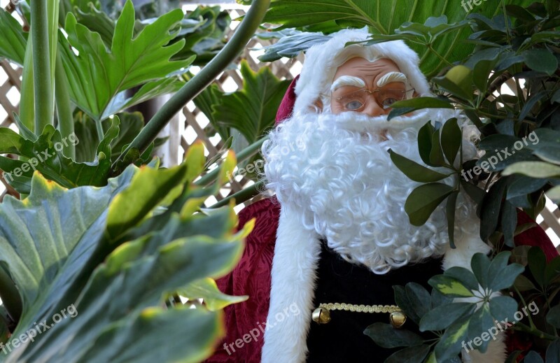 Santa Santa Claus Hiding Tropical Christmas